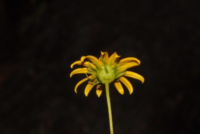 Helianthus longifolius, photographed by Brian Finzel
