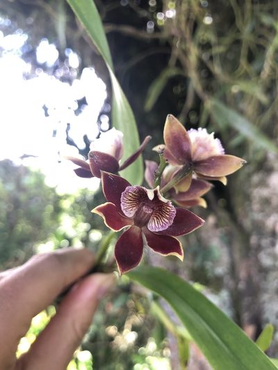 Prosthechea gilbertoi, photographed by Skjold Søndergaard