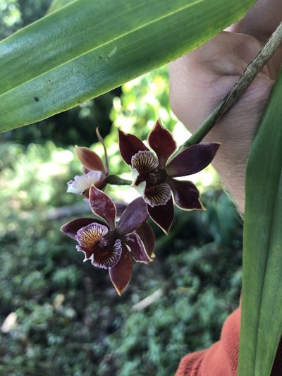 Prosthechea gilbertoi, photographed by Skjold Søndergaard