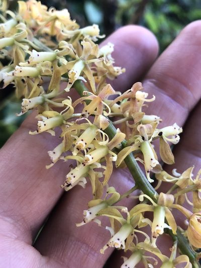 Epidendrum cylindrostachys, photographed by Skjold Søndergaard