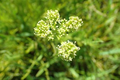 Lomatium caruifolium, photographed by Steve Woodward