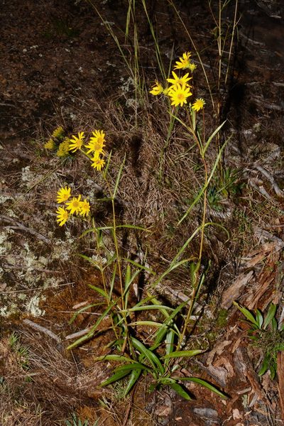 Helianthus longifolius, photographed by Brian Finzel