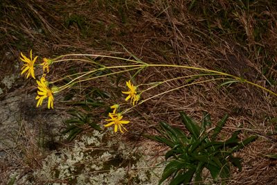 Helianthus longifolius, photographed by Brian Finzel