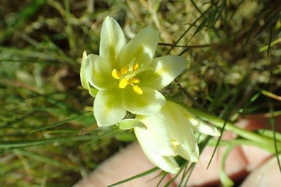 Fritillaria liliacea, photographed by Steve Woodward