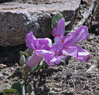 Ipomoea hieronymi, photographed by Hugo Hulsberg