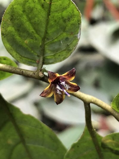Capsicum dimorphum, photographed by Skjold Søndergaard