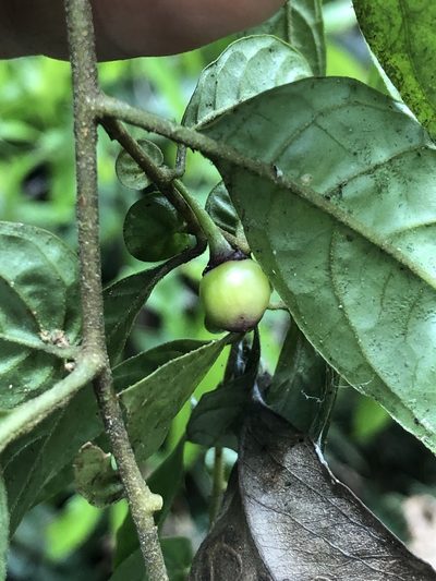 Capsicum dimorphum, photographed by Skjold Søndergaard
