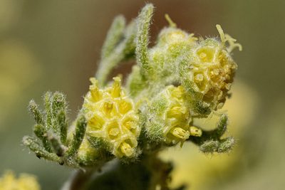 Picrothamnus desertorum, photographed by Cecelia Alexander
