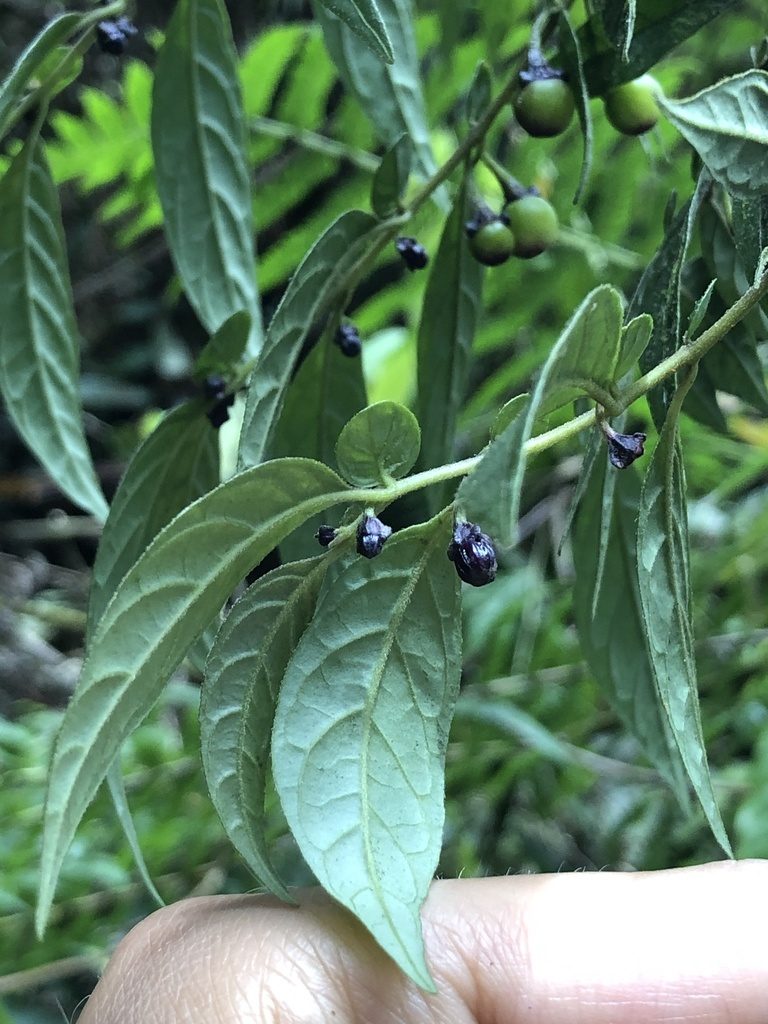 Capsicum dimorphum, photographed by Skjold Søndergaard