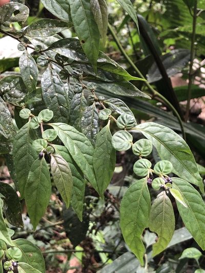 Capsicum dimorphum, photographed by Skjold Søndergaard