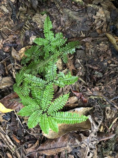 Adiantum terminatum, photographed by Jared Shorma