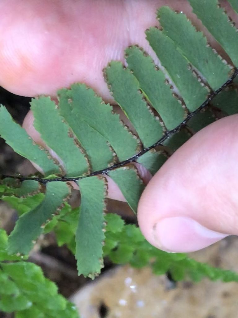 Adiantum terminatum, photographed by Jared Shorma