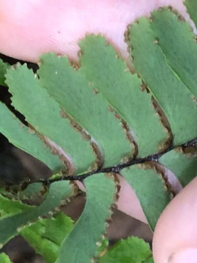 Adiantum terminatum, photographed by Jared Shorma