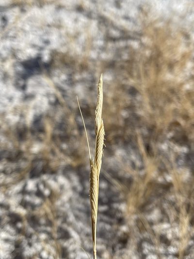 Sporobolus hookerianus, photographed by Matt Berger