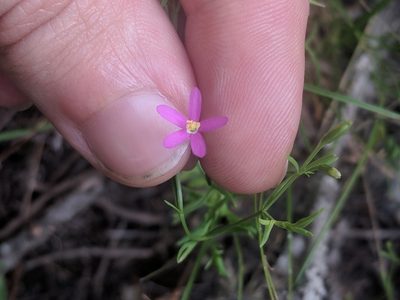Zeltnera texensis, photographed by Eric Knight