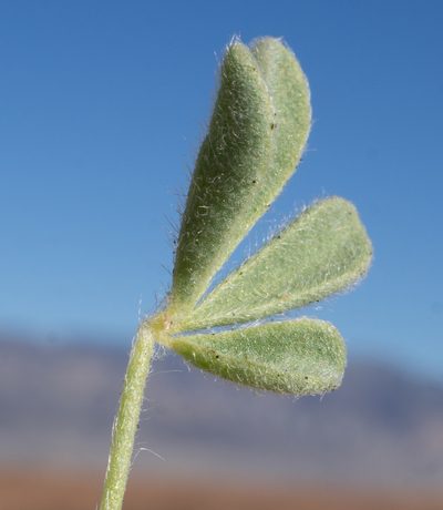 Lupinus odoratus, photographed by Matt Berger