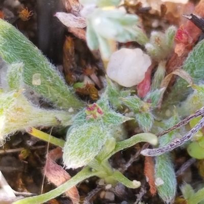 Chorizanthe orcuttiana, photographed by James C. Davis