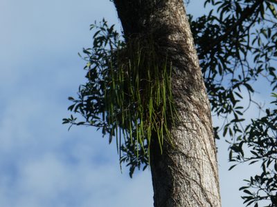 Dendrobium teretifolium, photographed by Steve Fitzgerald