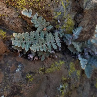 Myriopteris newberryi, photographed by James C. Davis