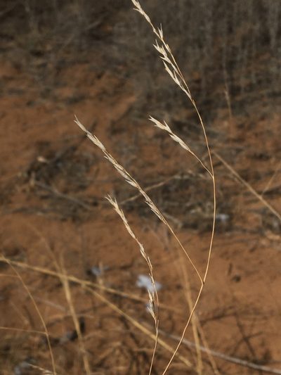 Sporobolus arenicola, photographed by Vincent Weber