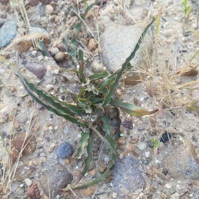 Hooveria parviflora, photographed by James C. Davis