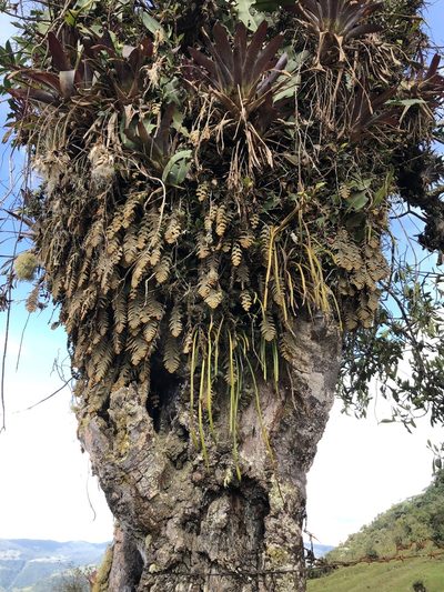 Hymenophyllum tomentosum, photographed by Skjold Søndergaard
