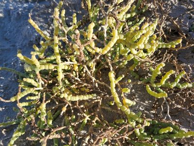 Allenrolfea occidentalis, photographed by Craig Martin