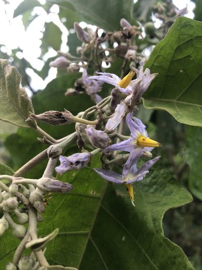 Solanum ovalifolium, photographed by Skjold Søndergaard