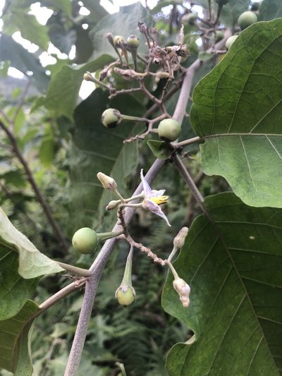 Solanum ovalifolium, photographed by Skjold Søndergaard