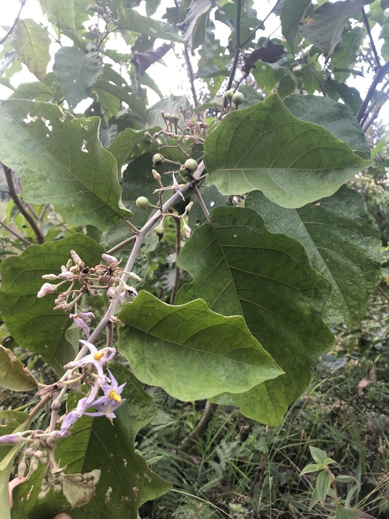 Solanum ovalifolium, photographed by Skjold Søndergaard