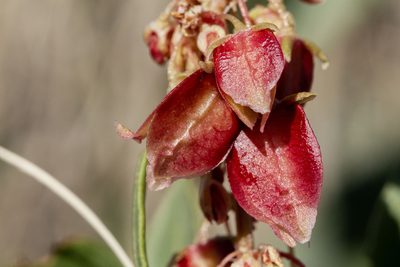 Rumex venosus, photographed by Cecelia Alexander