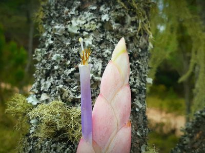 Tillandsia lucida, photographed by Sobeida Morales