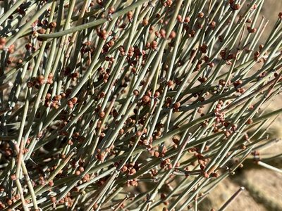 Ephedra aspera, photographed by Henrik Kibak