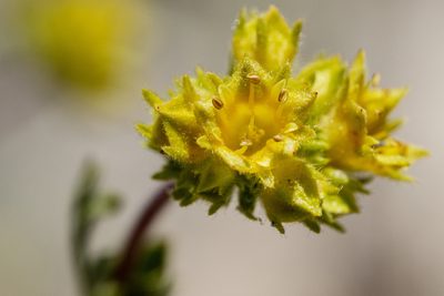 Potentilla gordonii, photographed by Cecelia Alexander