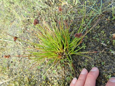 Juncus caespiticius, photographed by Arnim Littek