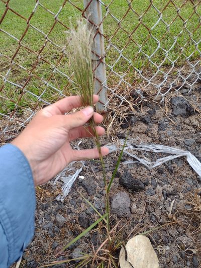 Schizachyrium microstachyum, photographed by Kevin Faccenda