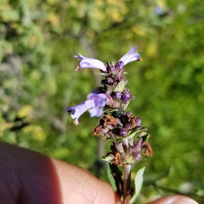 Salvia munzii, photographed by James C. Davis
