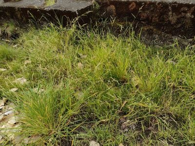 Echinochloa crus-galli, photographed by Kevin Faccenda