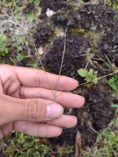 Digitaria violascens, photographed by Kevin Faccenda