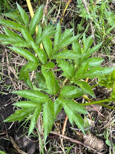 Arracacia xanthorrhiza, photographed by Nicolás Baresch Uribe