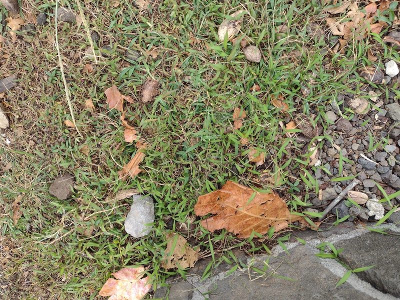Digitaria radicosa, photographed by Kevin Faccenda