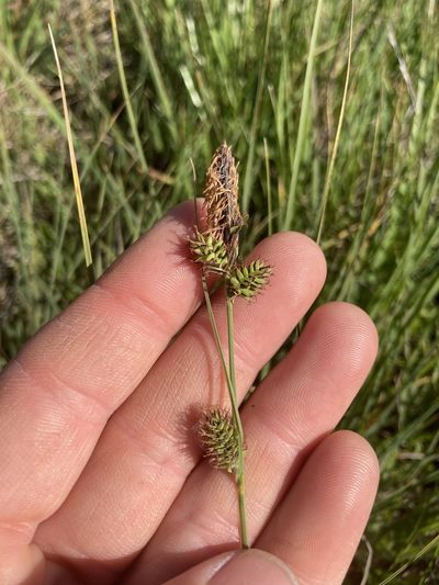 Carex serratodens, photographed by Adam J. Searcy