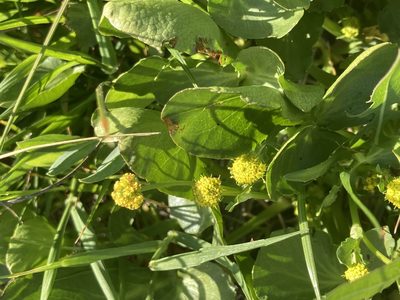 Sanicula maritima, photographed by Adam J. Searcy