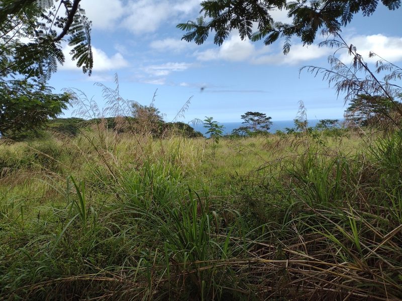 Themeda villosa, photographed by Kevin Faccenda