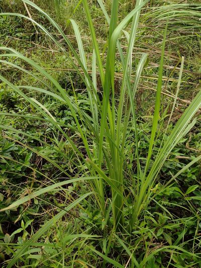 Themeda villosa, photographed by Kevin Faccenda
