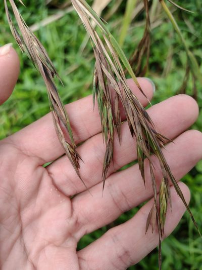 Themeda villosa, photographed by Kevin Faccenda