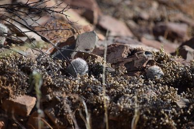 Cochemiea grahamii, photographed by velodrome