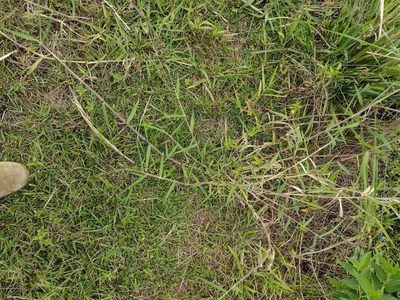 Urochloa mutica, photographed by Kevin Faccenda