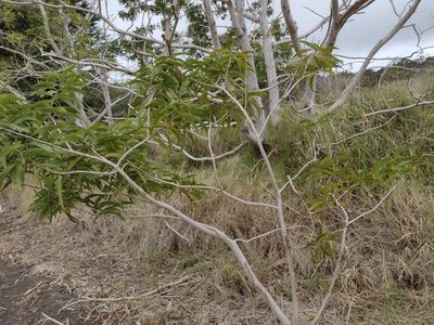 Acacia heterophylla, photographed by Kevin Faccenda