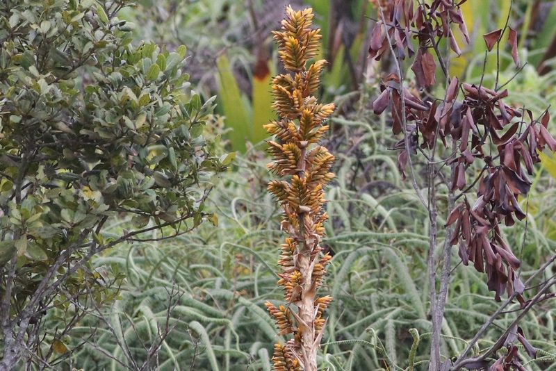 Cipuropsis hospitalis, photographed by scaup